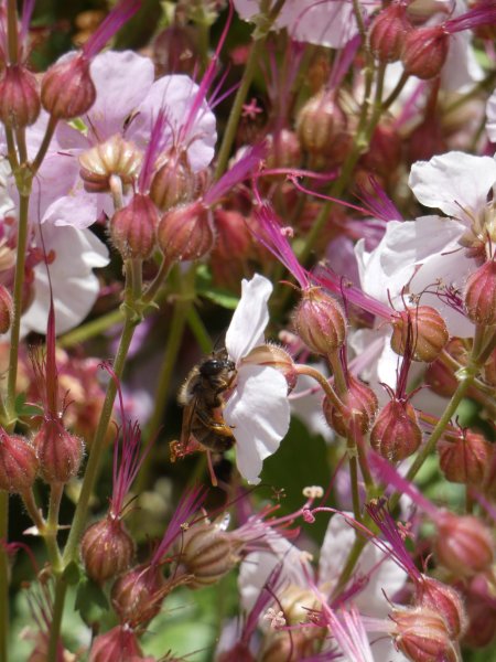 L'ABEILLE. MÉLODIE LE GOFF